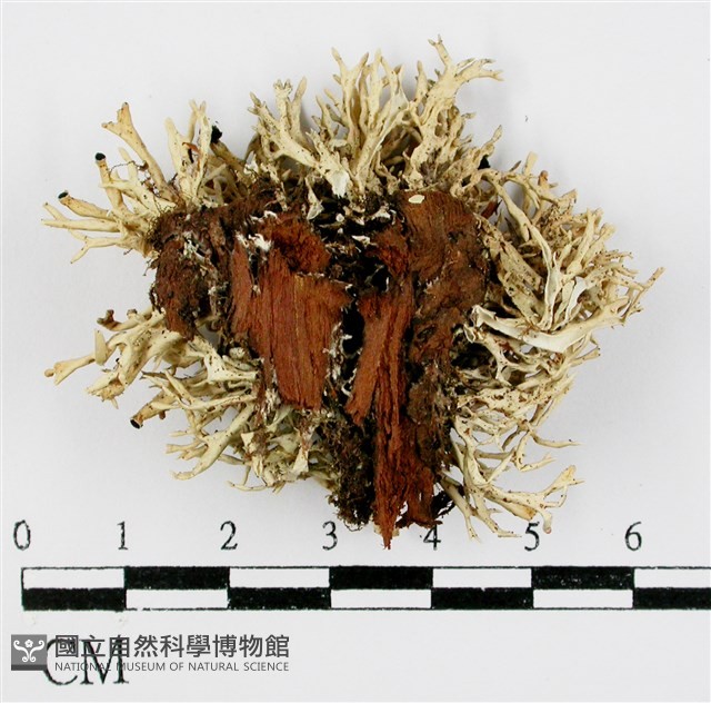登錄號:L00000918藏品圖，第3張