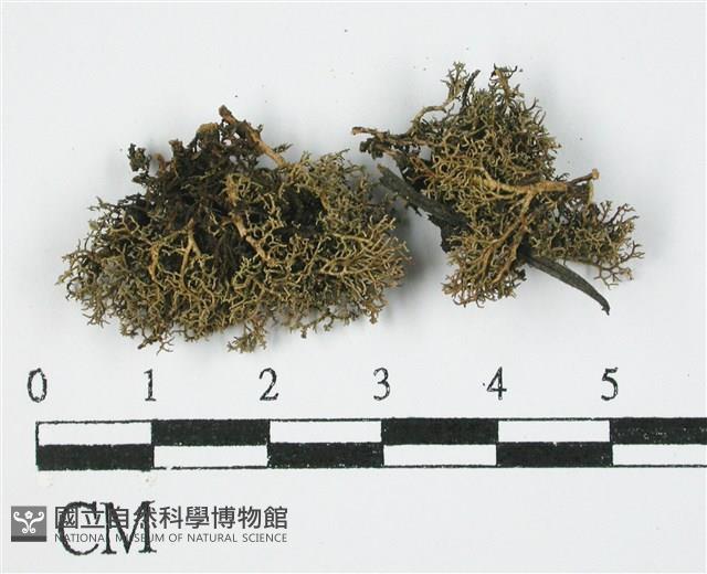 登錄號:L00000818藏品圖，第3張