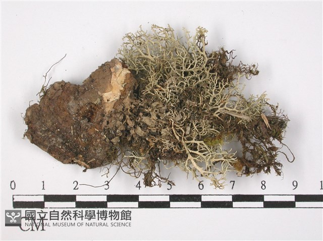 登錄號:L00001848藏品圖，第3張