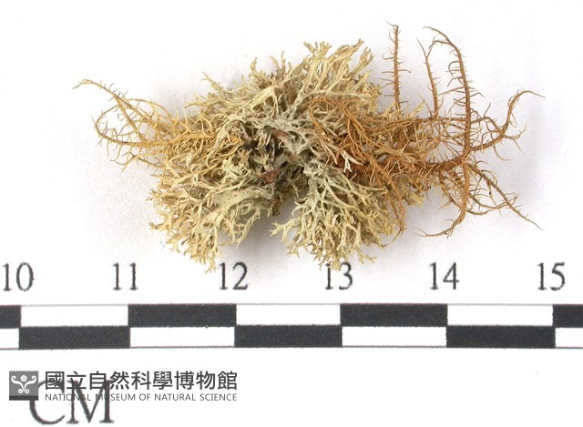 登錄號:L00001938藏品圖，第3張