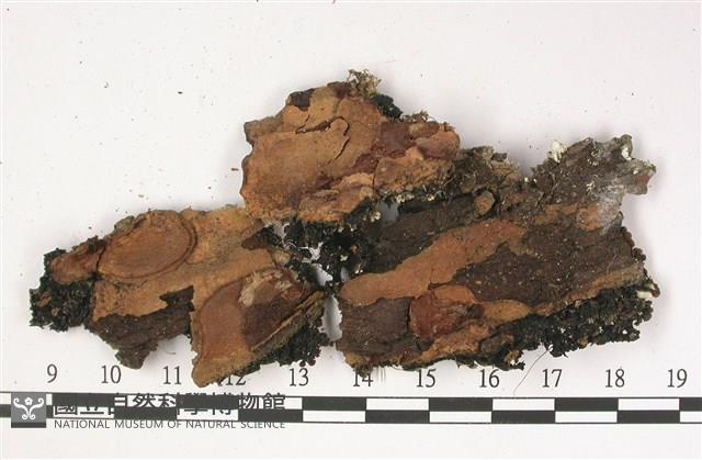 登錄號:L00002826藏品圖，第3張