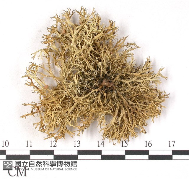 登錄號:L00001936藏品圖，第3張