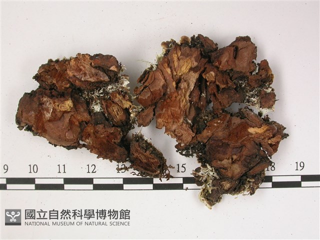 登錄號:L00002807藏品圖，第3張
