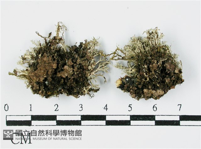 登錄號:L00000967藏品圖，第3張