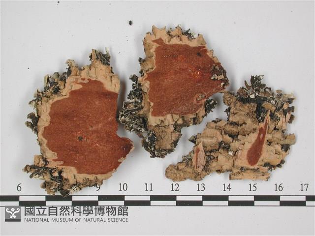 登錄號:L00001967藏品圖，第3張