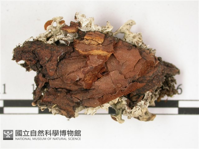 登錄號:L00002827藏品圖，第3張
