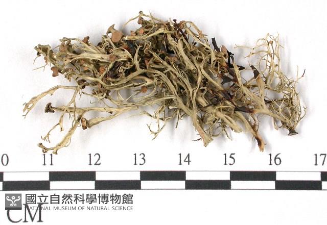 登錄號:L00001837藏品圖，第3張