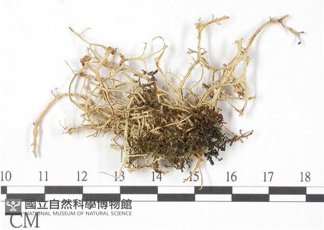 登錄號:L00002085藏品圖，第3張