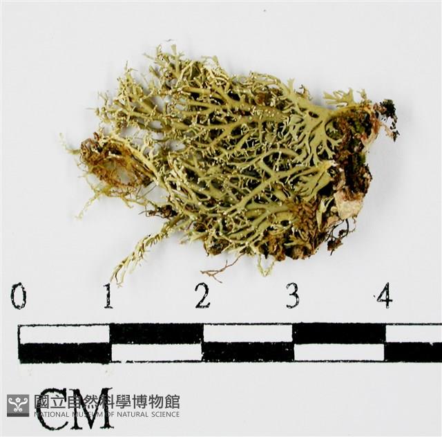 台灣球粉衣藏品圖，第3張