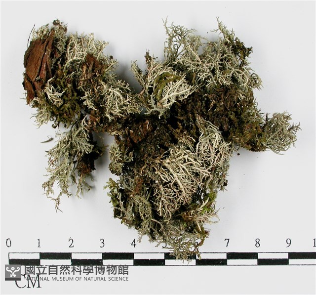 台灣球粉衣藏品圖，第3張
