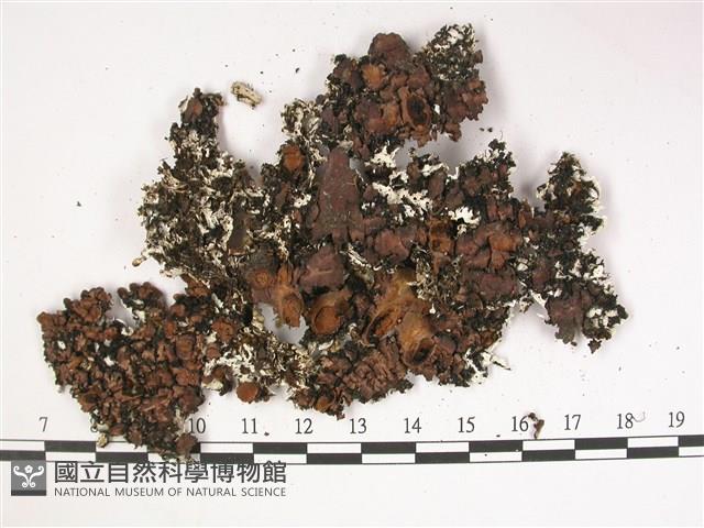 登錄號:L00002911藏品圖，第3張