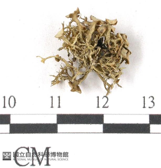 登錄號:L00001941藏品圖，第3張