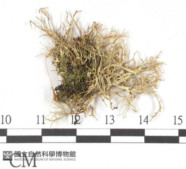 登錄號:L00001841藏品圖，第3張