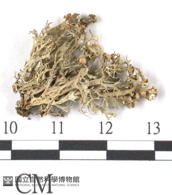 登錄號:L00001071藏品圖，第3張