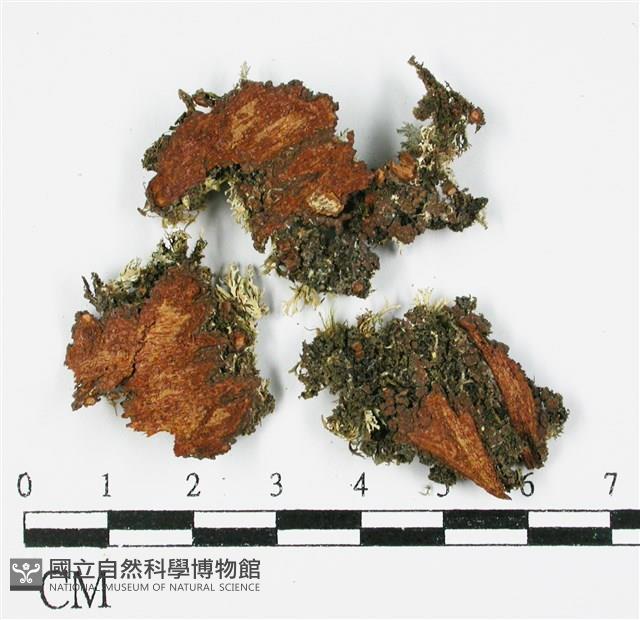 登錄號:L00000991藏品圖，第3張