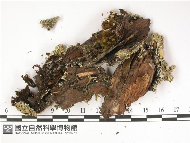 登錄號:L00001800藏品圖，第3張