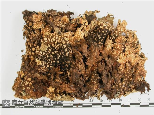 網脊兜衣藏品圖，第3張