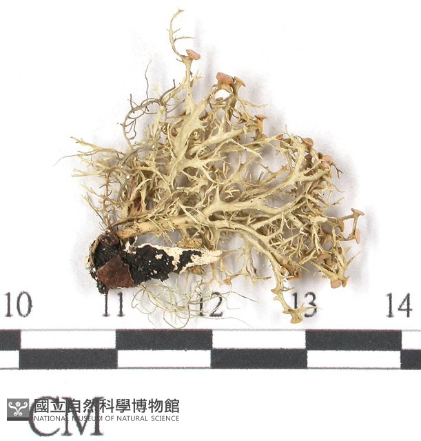 登錄號:L00001840藏品圖，第3張