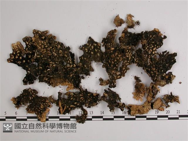 兜衣藏品圖，第3張