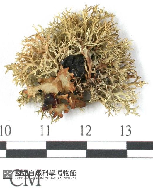 登錄號:L00001050藏品圖，第3張