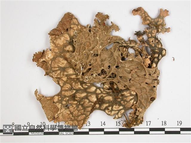 環磷酸兜衣藏品圖，第3張