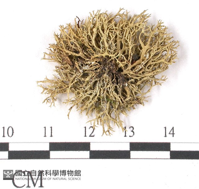登錄號:L00001913藏品圖，第3張