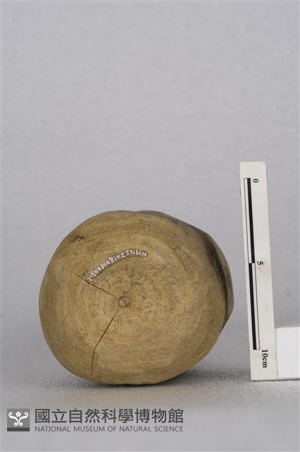 陀螺藏品圖，第2張