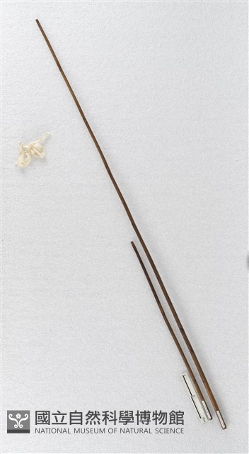 線棍藏品圖，第2張