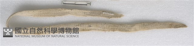 腳套帶藏品圖，第1張