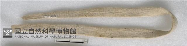 腳套帶藏品圖，第1張