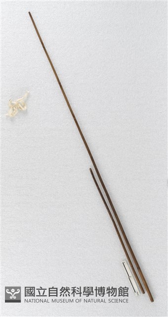 線棍藏品圖，第1張