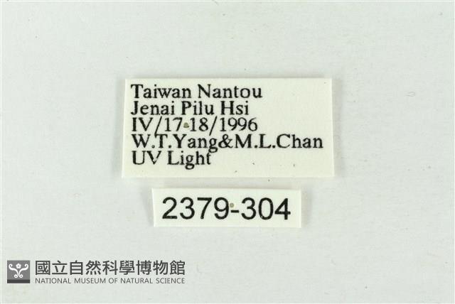 連珠波紋蛾藏品圖，第3張