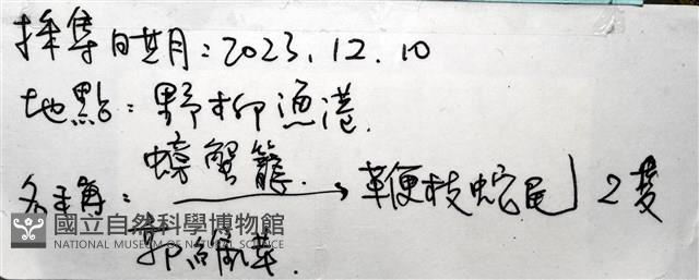 鞭枝蛇尾藏品圖，第35張