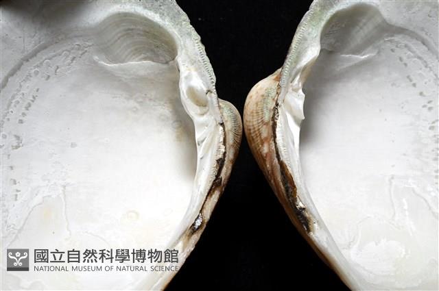 千妮簾蛤藏品圖，第15張