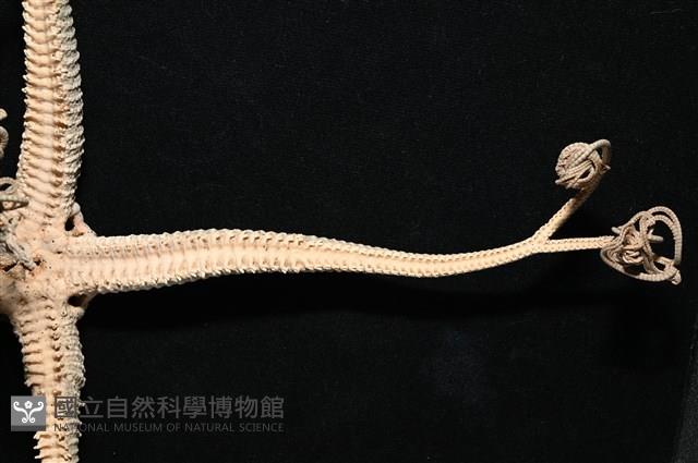 鞭枝蛇尾藏品圖，第15張