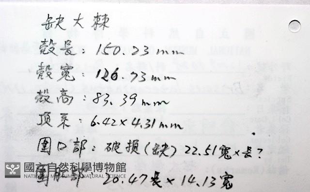 脊背壺海膽藏品圖，第15張