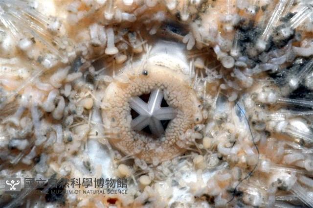 艾氏鋸海膽藏品圖，第15張