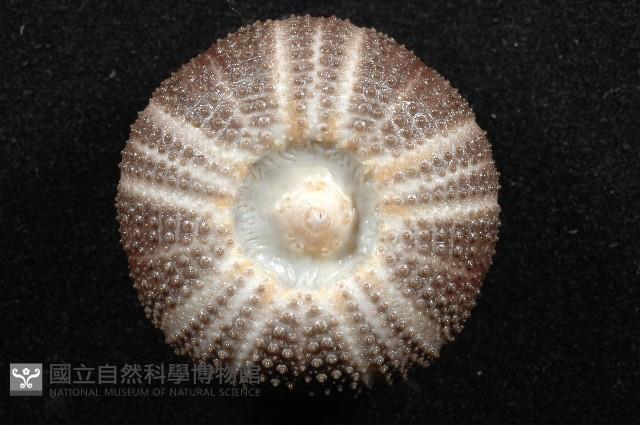 褐駝海膽藏品圖，第15張
