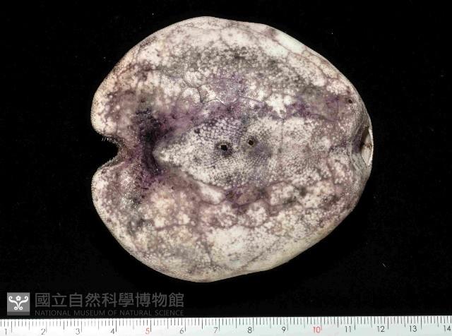 心形緣帶海膽藏品圖，第15張