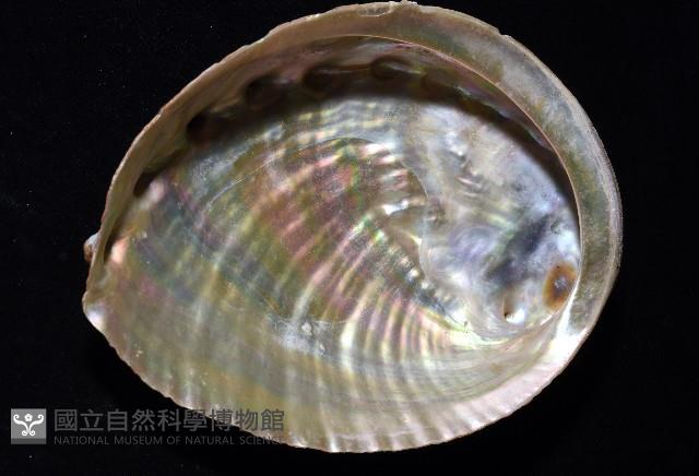 盤鮑螺藏品圖，第15張