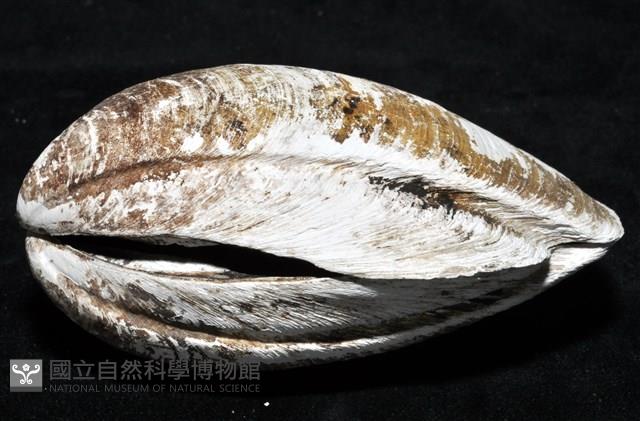 索足蛤藏品圖，第15張