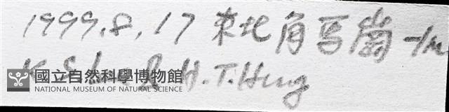 尖棘篩海盤車藏品圖，第15張