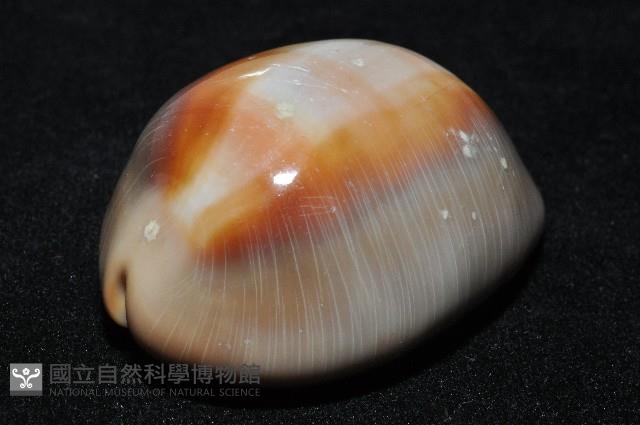 金棗寶螺藏品圖，第15張