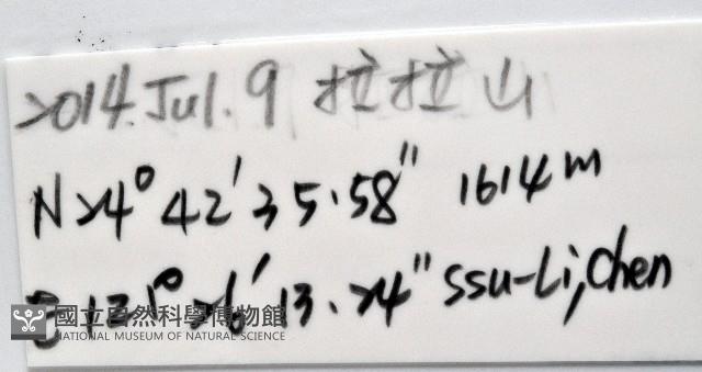 黑背偽盾刺盲蛛藏品圖，第15張