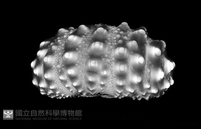 石筆海膽(鉛筆海膽)藏品圖，第15張