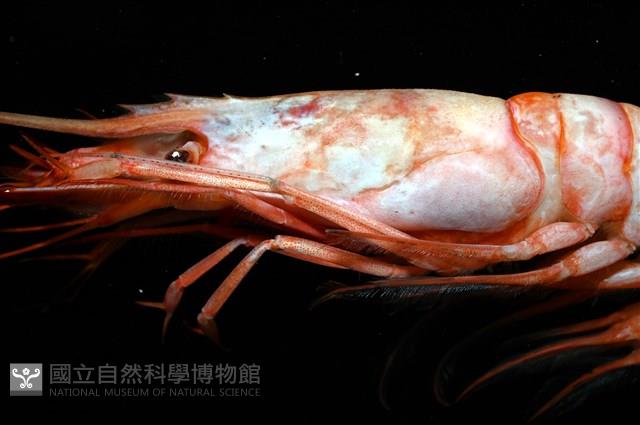 未知種擬對蝦蝦虱藏品圖，第15張