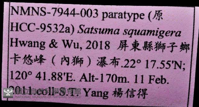 鱗高腰蝸牛(鱗菱蝸牛)藏品圖，第15張