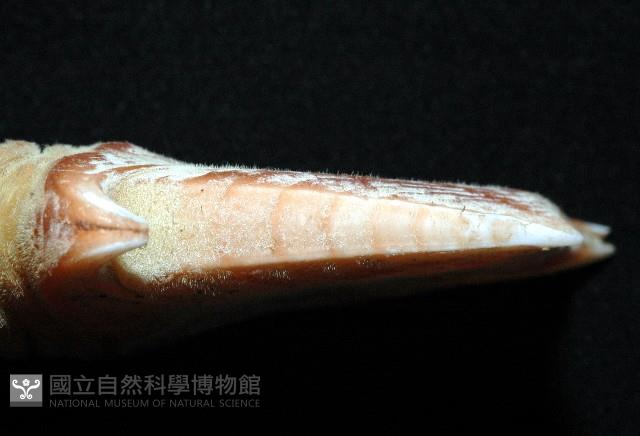 司氏鎧茗荷藏品圖，第15張