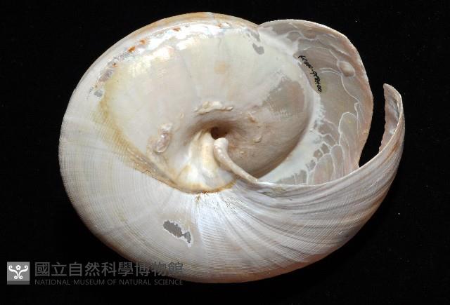寺町翁戎螺藏品圖，第15張