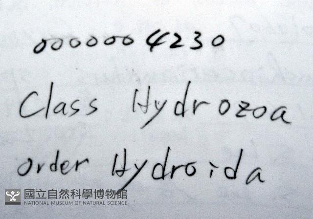 盔形水母之一種藏品圖，第15張